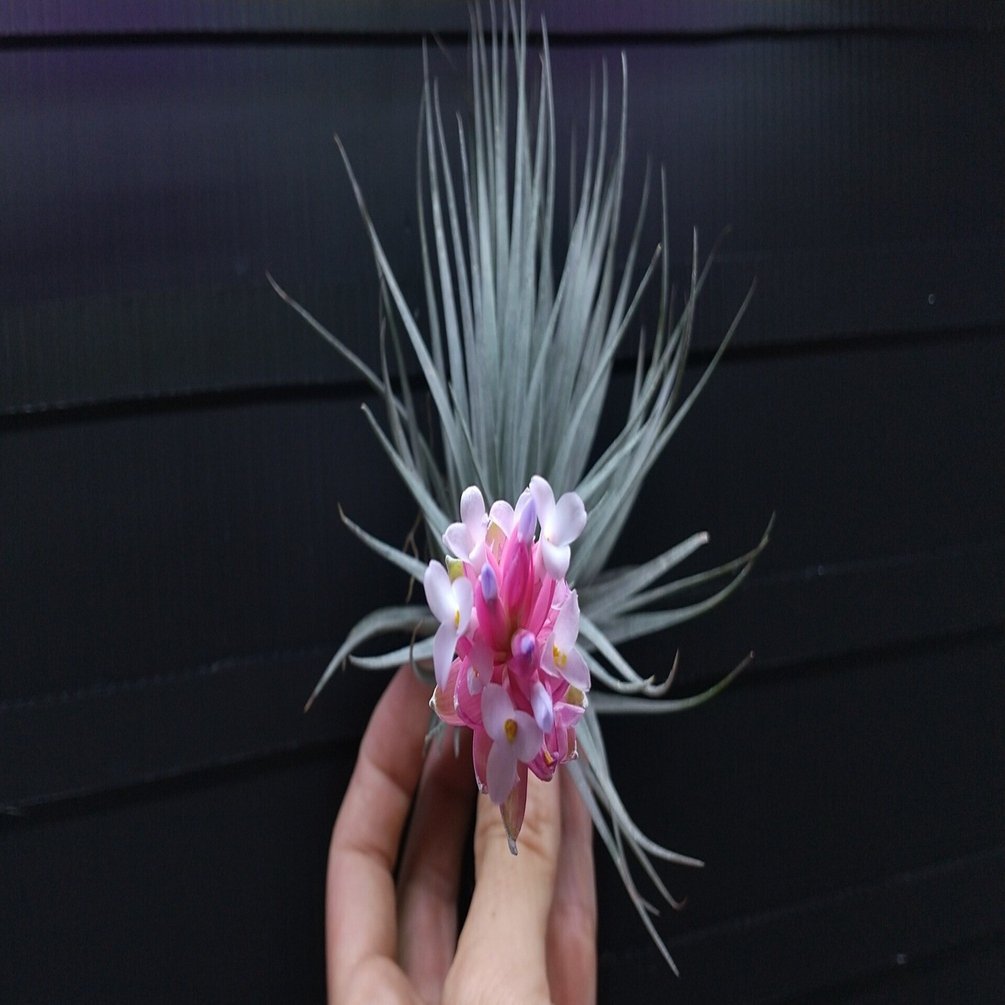 チランジア入荷リスト5/13｜NatureGarden🌿神田