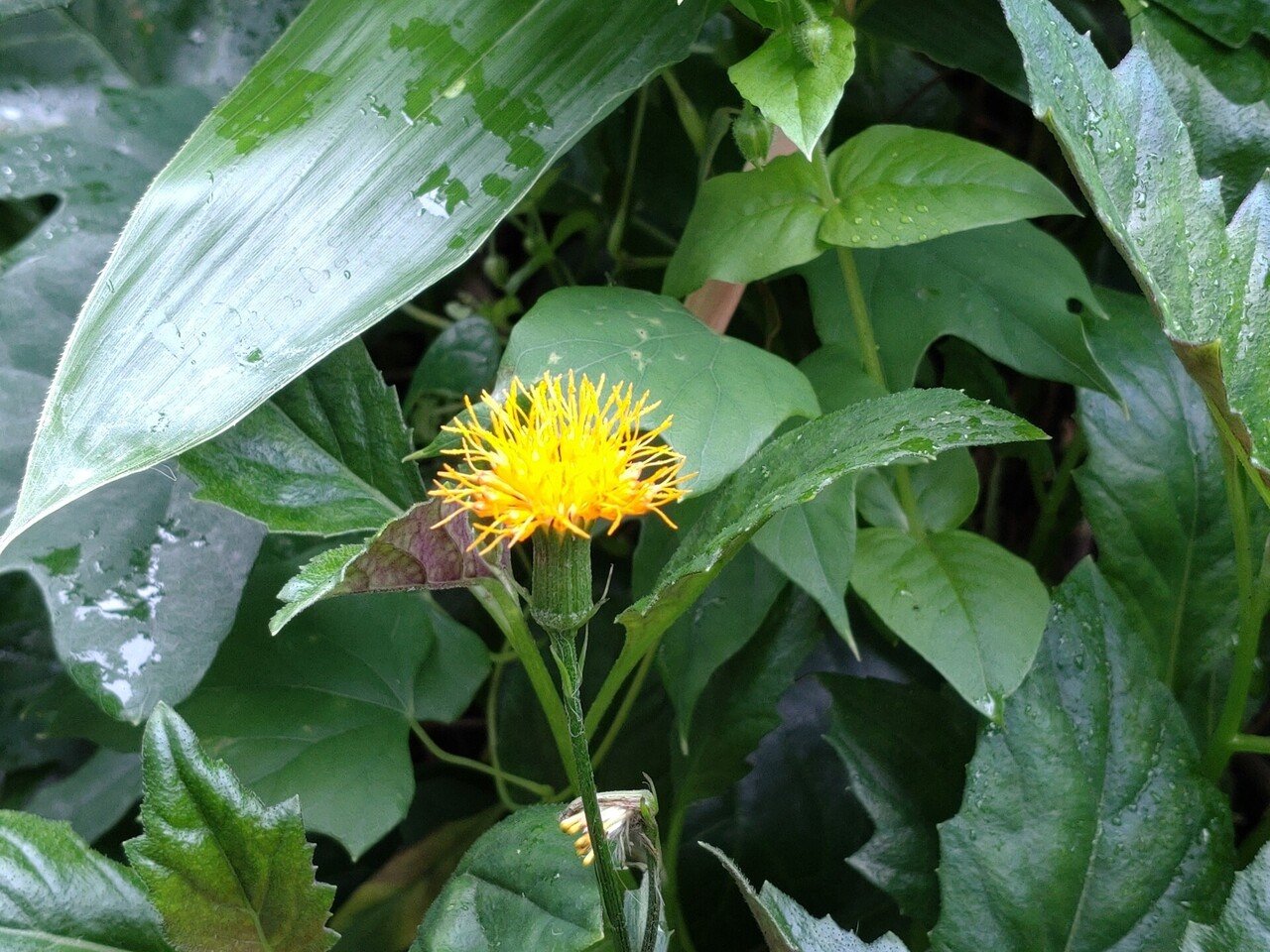 あまり良い臭いの花ではないですが水前寺菜咲き始めました アサギマダラ来ないかな その横ではフジバカマグングン伸びています 秋が楽しみです Takakumajapan Note