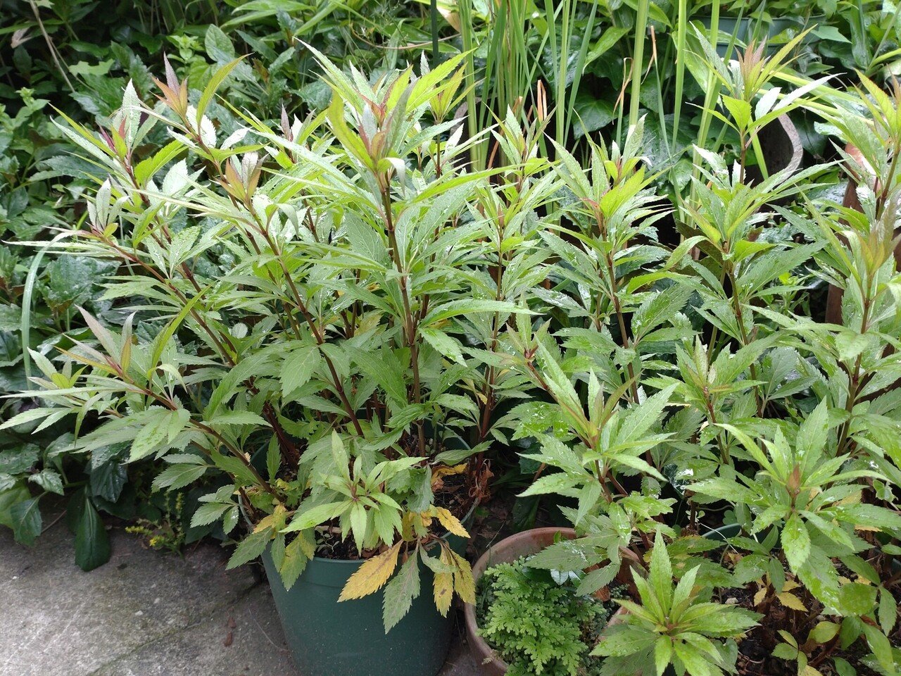 あまり良い臭いの花ではないですが水前寺菜咲き始めました アサギマダラ来ないかな その横ではフジバカマグングン伸びています 秋が楽しみです Takakumajapan Note