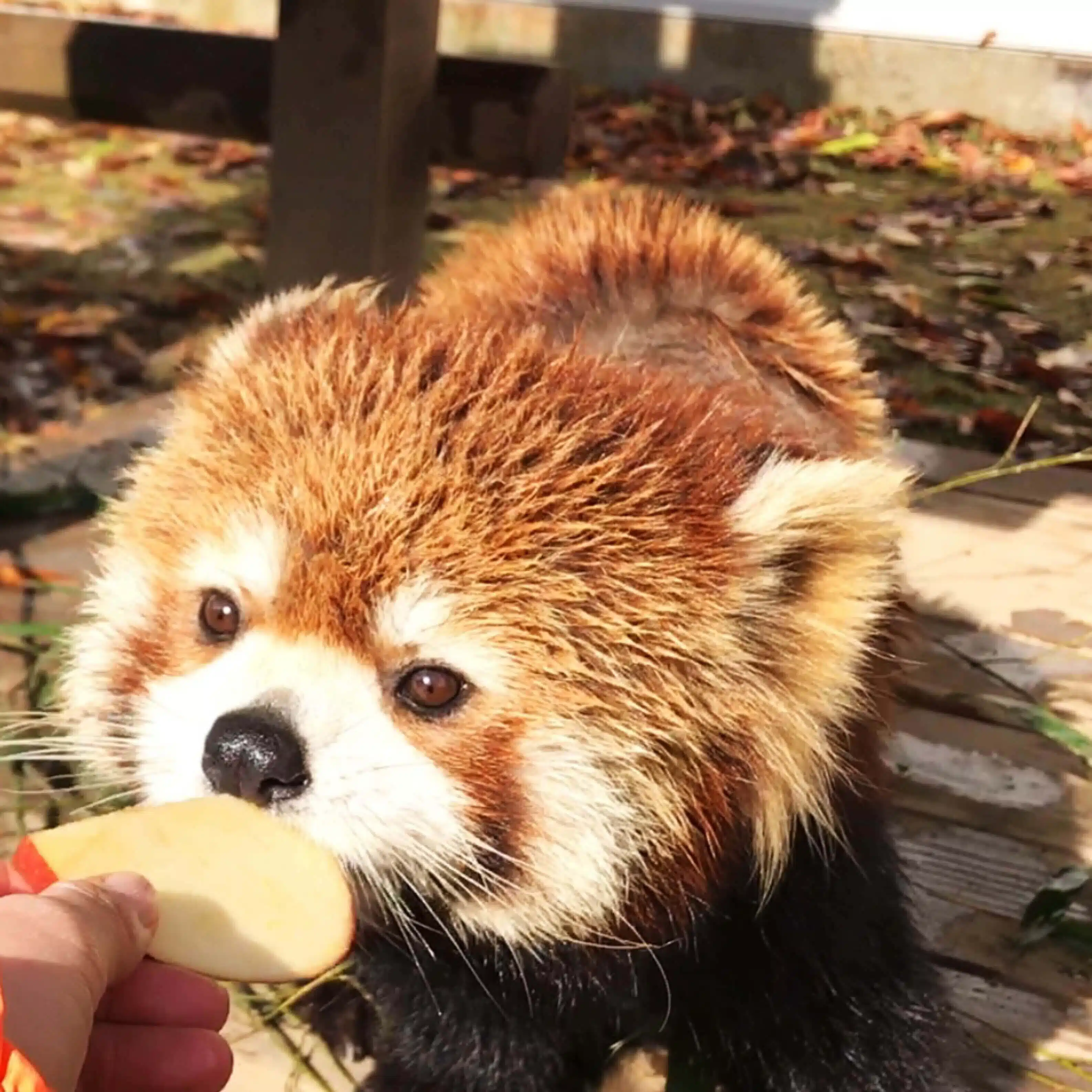 経済ときどきレッサーパンダ