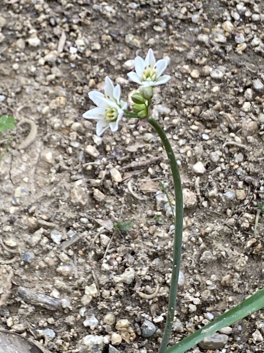 ハタケニラ根絶 大作戦 Lucy Note ハタケニラ根絶 大作戦 Lucy Note