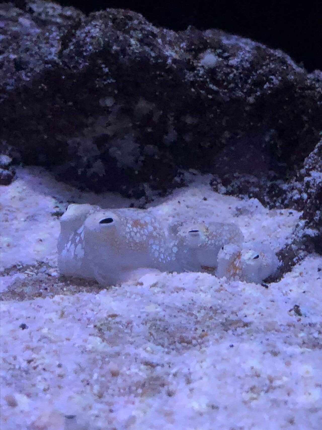 沖縄旅行3日目その2at美ら海水族館 トナキコ Note