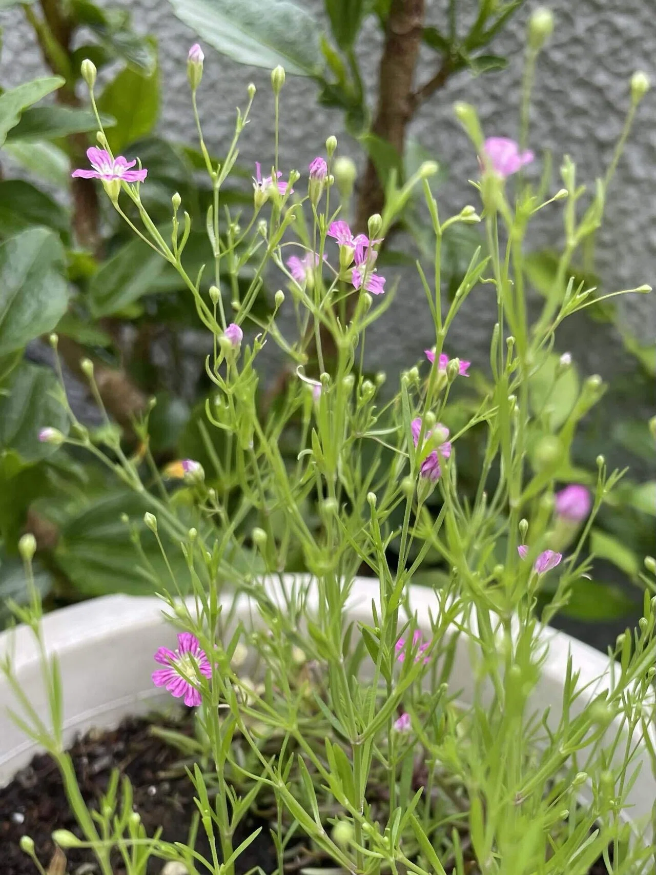 バルコニー趣味園 かすみ草 種から発芽し ロゼット状で冬を越し 少しずつ花が開いてきた 恐らくかすみ草 しかし かすみ草を植えた記憶はない ネモフィラの種を蒔いたと思っていた 記憶が曖昧 Ttm Note バルコニー趣味園 かすみ草 種から発芽し ロゼット状で冬を越し 少しずつ花が開いてきた 恐らくかすみ草 しかし かすみ草を植えた記憶はない ネモフィラの種を蒔いたと思っていた 記憶が曖昧 Ttm Note