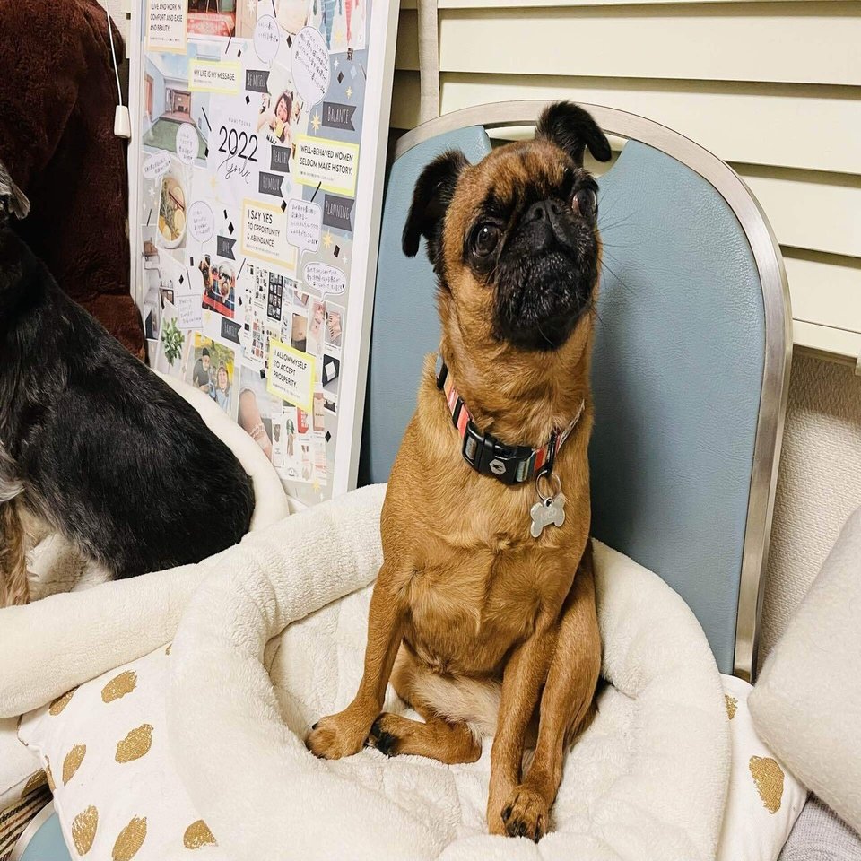 グリフォンという可愛い犬と暮らしています 綱摩美つなまみ Note