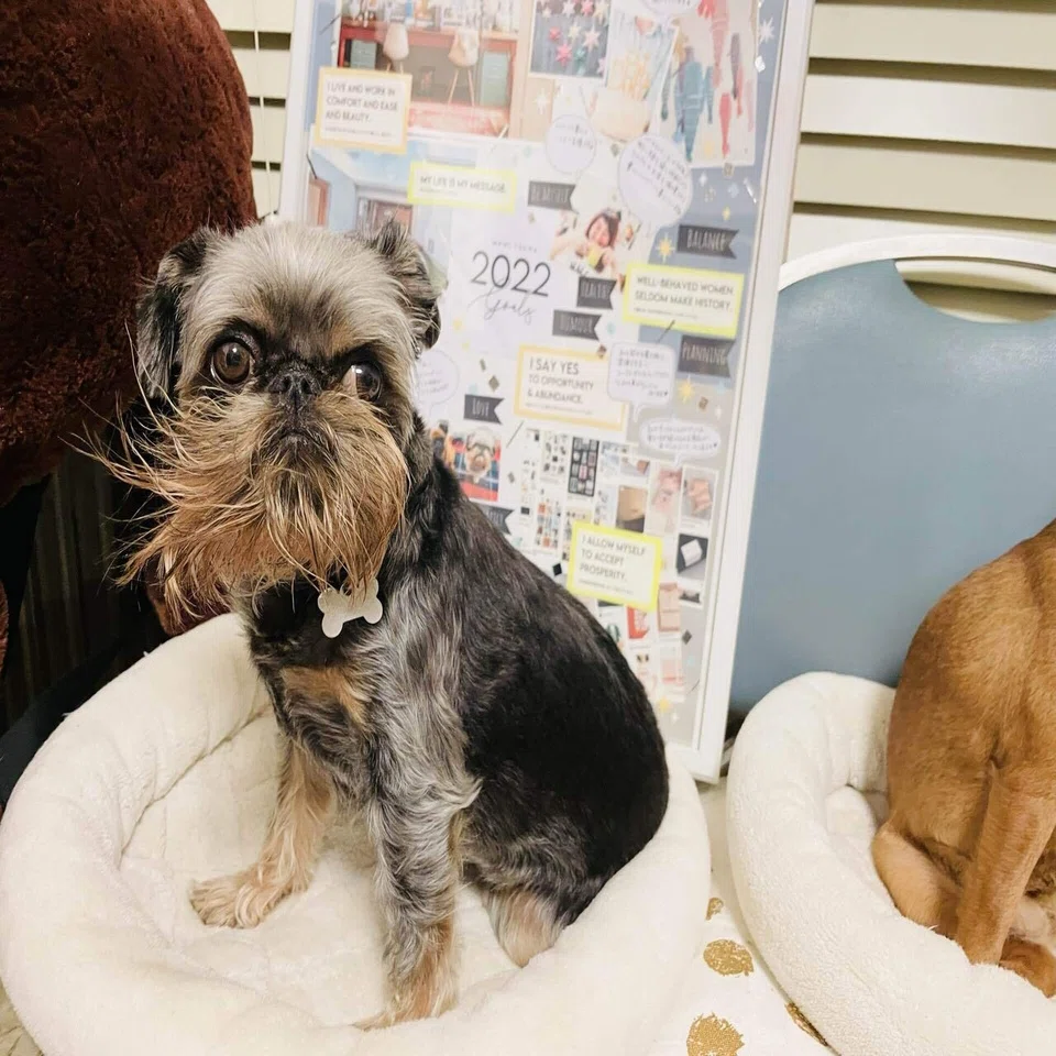 グリフォンという可愛い犬と暮らしています 綱摩美つなまみ Note