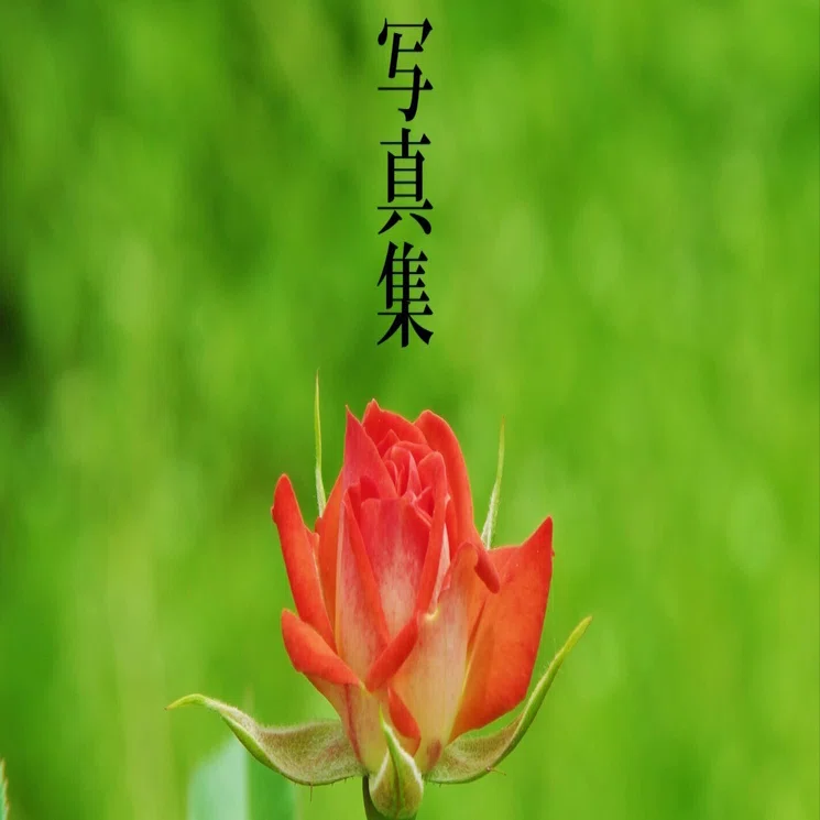 薔薇の写真集｜キータン🦋写真とAIで紡ぐもう1つのリアル✨