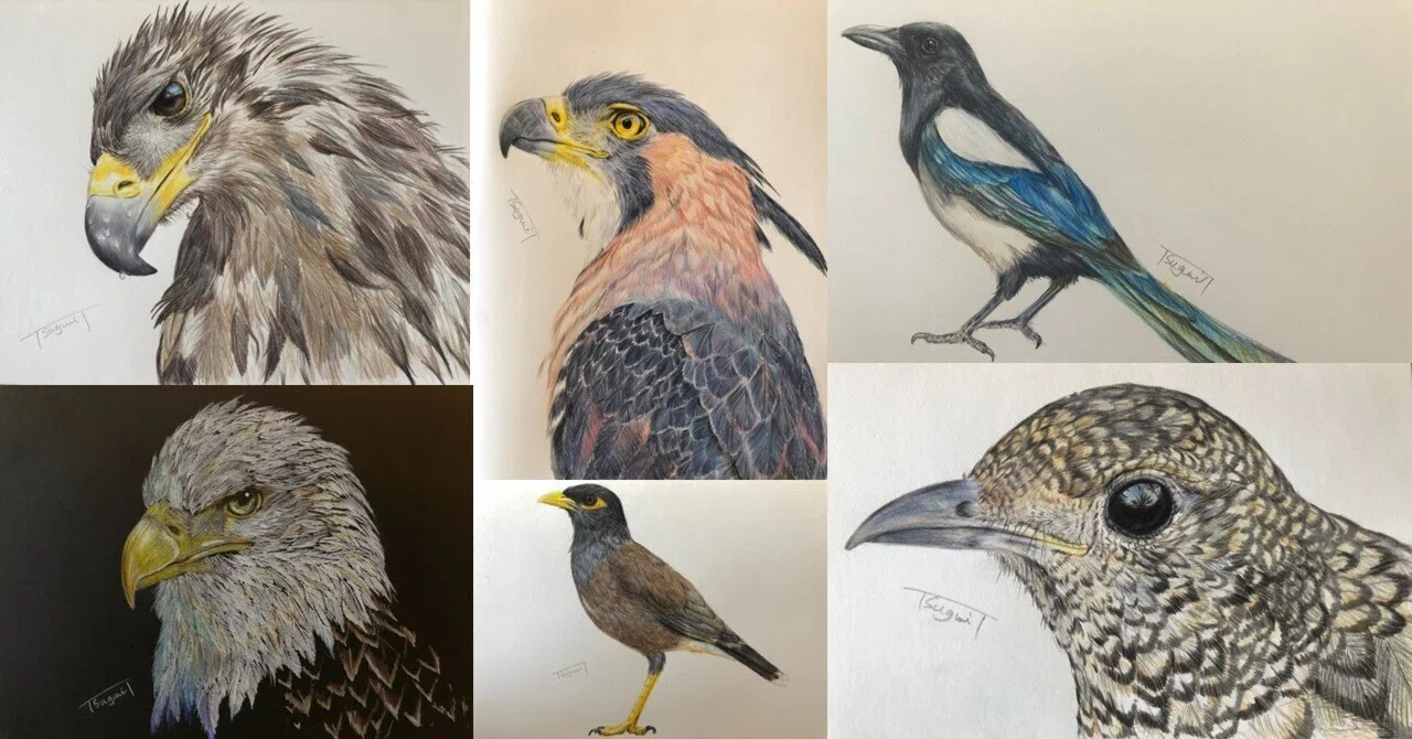 鳥の絵を載せるだけの日 14（愛鳥週間特別編）｜橘鶫TachibanaTsugumi