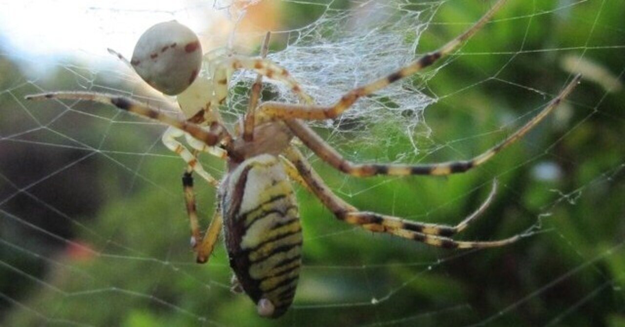 長崎における秋から冬にかけてのクモの生態とチュウガタシロカネグモのuv Vis反射スペクトル測定 Noguchi 16 May 野口 大介 のぐち だいすけ Note