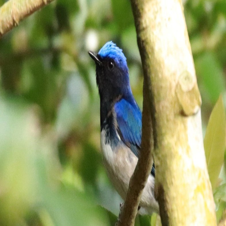 青い鳥 81C488bewtL._AC_UF350,