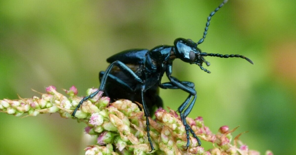 激珍種！チリの毒々し過ぎるツチハンミョウ！！ 激珍種！チリの毒々し過ぎるツチハンミョウ！！ 毒をメスに