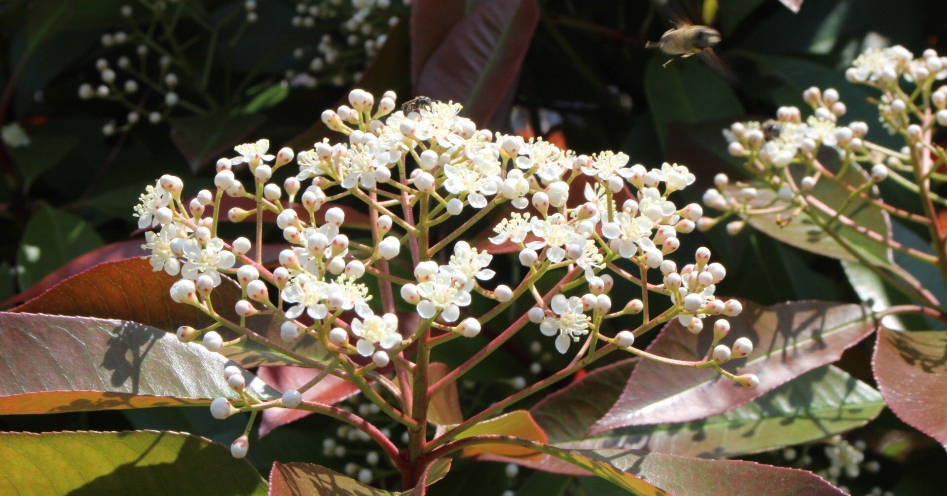 レッドロビン｜あおはくたき