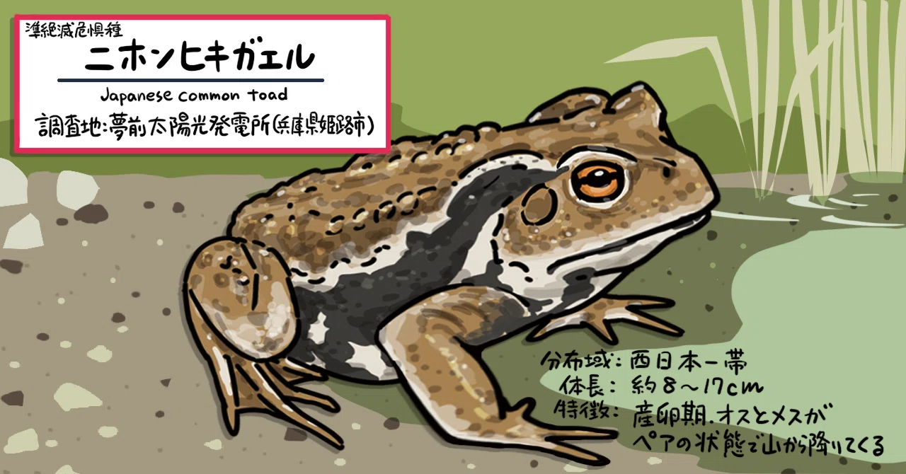 生存率は1万匹に1匹!? ニホンヒキガエルの産卵の裏側【パシフィコ
