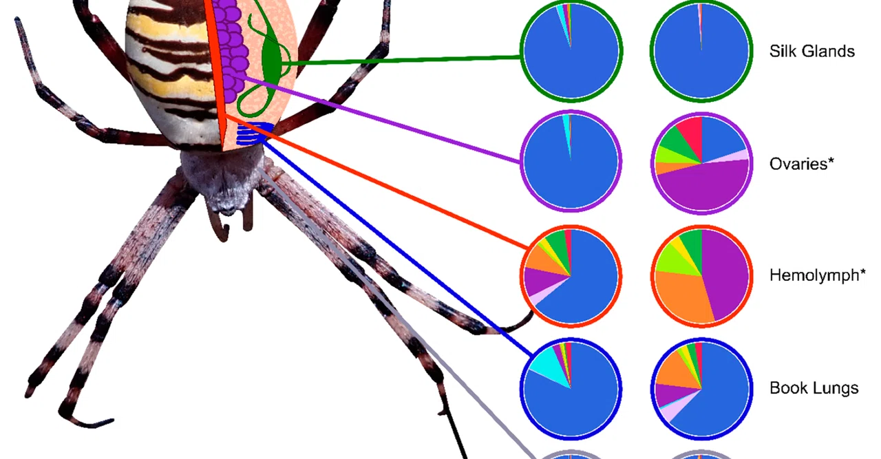 ナガコガネグモArgiope bruennichiの組織・個体レベルのマイクロバイオーム解析で，新規の優勢な細菌共生体を発見（Sheffer ...