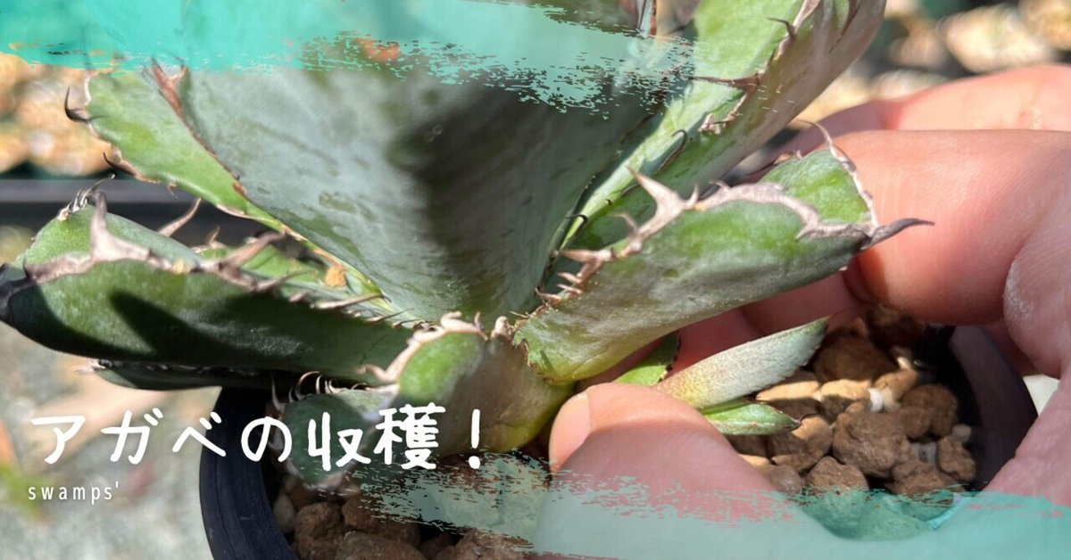 アガベの子株はいつ外す？｜swamps 
