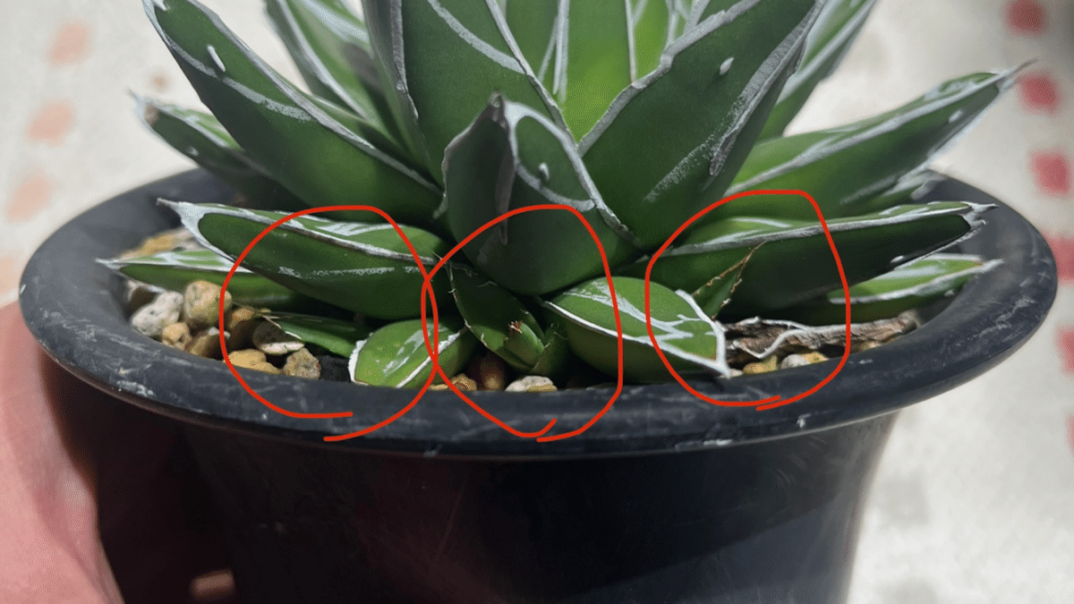 アガベ 三十三間堂 2株➕カキコ ポットごと