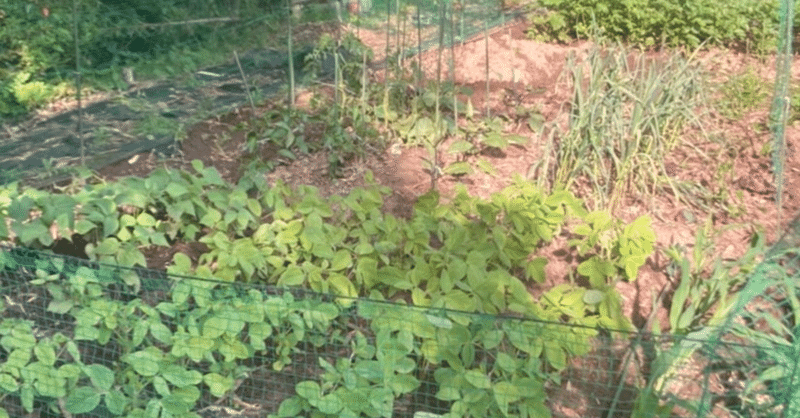 【家庭菜園】22/5/14_色々育ってきている