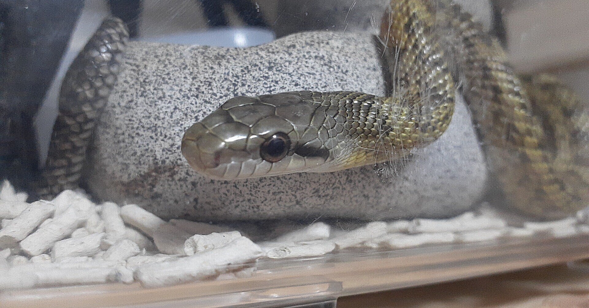 ヘビつかまえた 飼い方は エサは アオダイショウの飼育 Vanille Note ヘビつかまえた 飼い方は エサは アオダイショウの飼育 Vanille Note