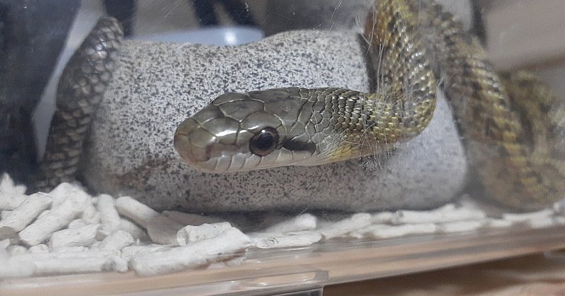 ヘビつかまえた 飼い方は エサは アオダイショウの飼育 Vanille Note