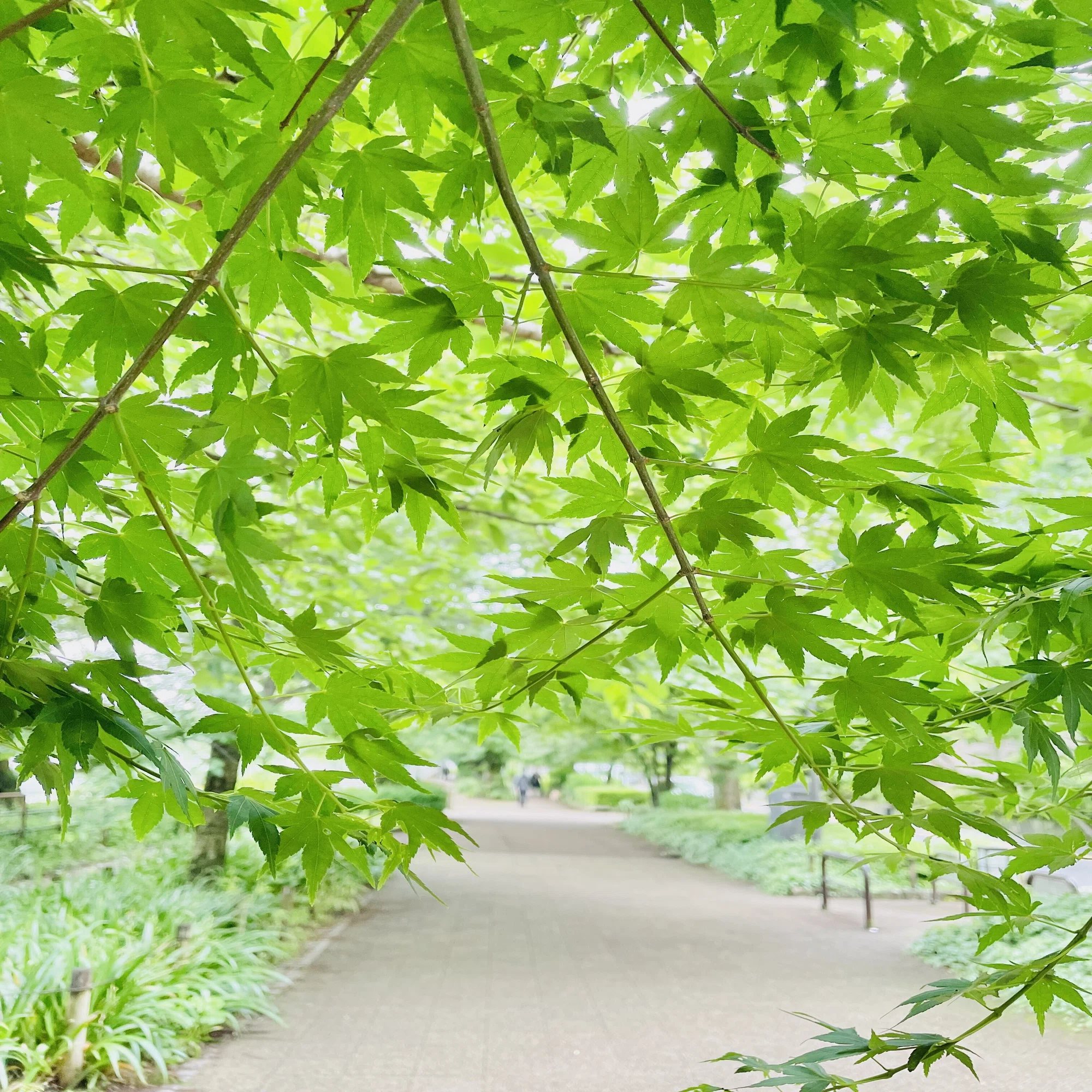 みどりのモミジ。紅葉もいいけど🌱若い緑色の紅葉もみずみずしくていい