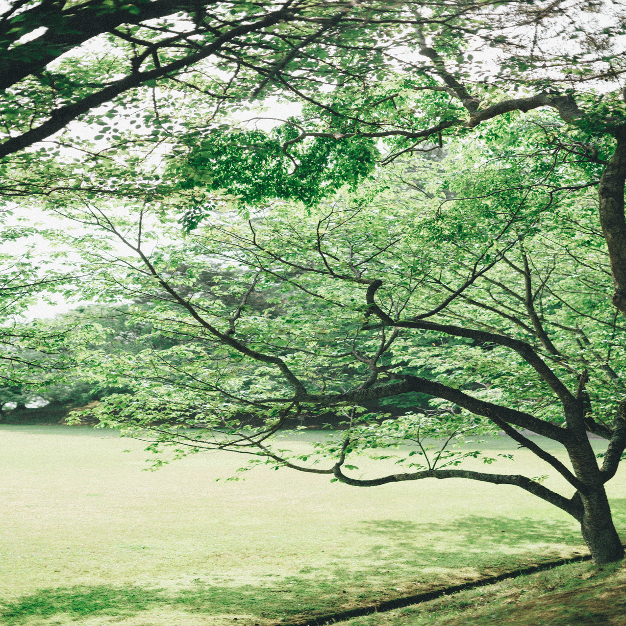 Ai AF NIKKOR 50mm F1.4D/#135｜SUBARU