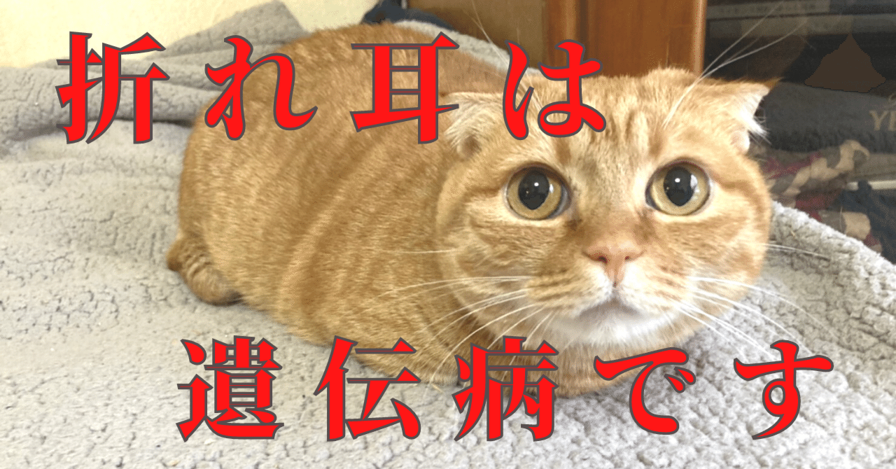 【病気】陣痛が分からないほどの痛みを抱えるスコティッシュフォールドの骨軟骨異形成症とは。|ペットの実家@優良ブリーダー直販 【病気】陣痛が分からないほどの痛みを抱えるスコティッシュフォールドの骨軟骨異形成症とは。|ペットの実家@優良ブリーダー直販