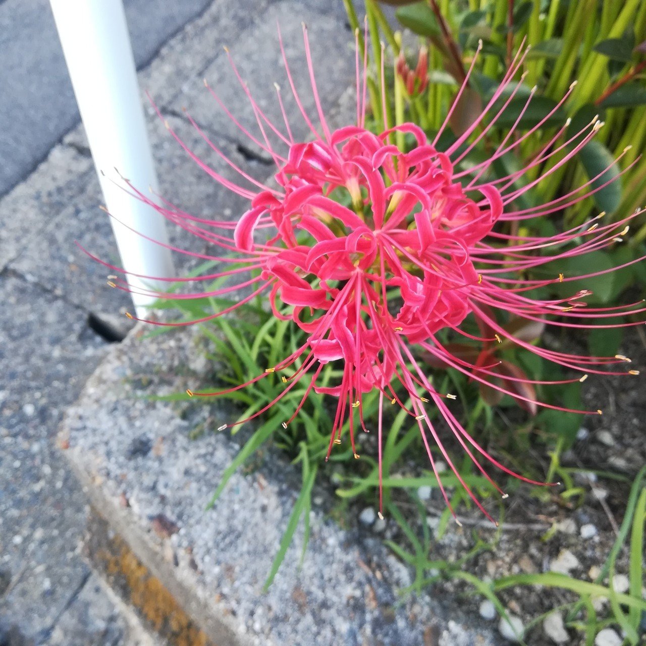 花言葉は 情熱 いわにゃこて Note 花言葉は 情熱 いわにゃこて Note