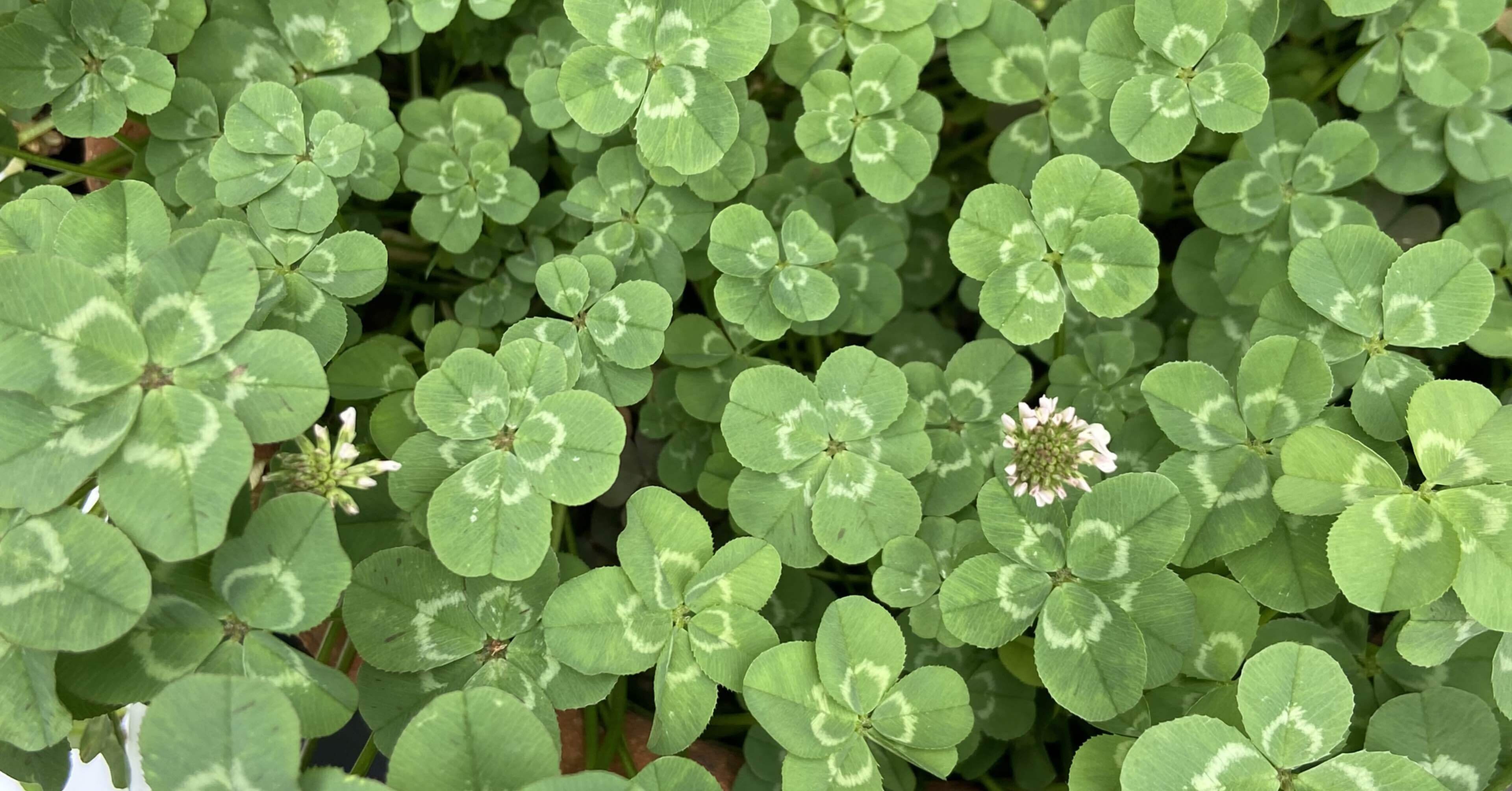 この中に5つ葉のクローバーは見えますか？ →3年間多葉クローバーを