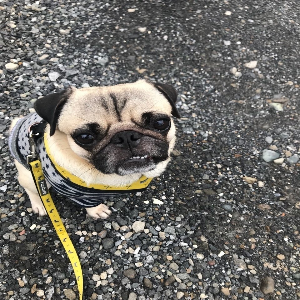 地球の歩き方なんかより 自分の歩き方があるだけや A Walking Pug ケンスケ コバヤシ パグ ピース Note