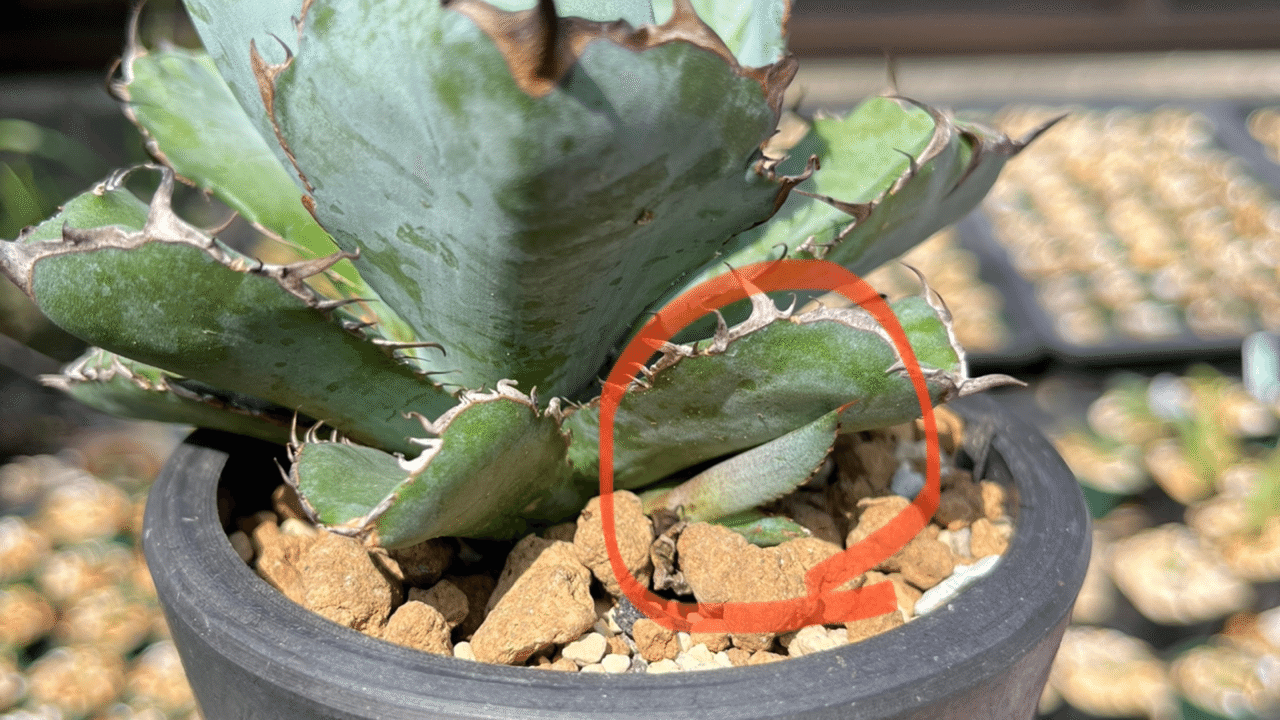 アガベの子株はいつ外す?|swamps' アガベの子株はいつ外す?|swamps'