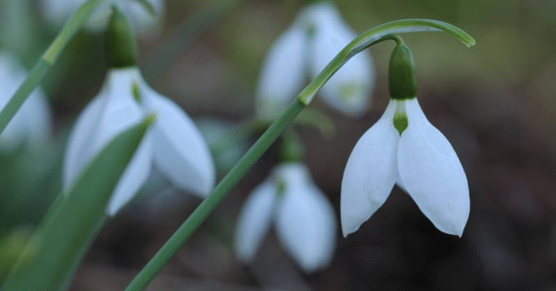 鏡の国のアリス』白の子猫の名前｜月草