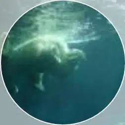 あすたりすく