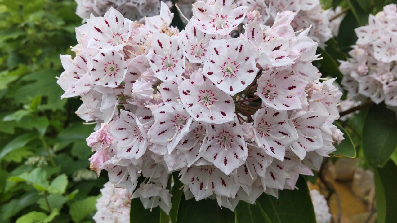 この花薄ピンク色で変わっていてなんか綺麗ですね 真ん中の部分がトケイソウのような針みたいなものが有りました この花は 2月日の誕生花でカルミアと言う名前 アメリカ原産でシャクナゲのなかま 別 ぼくのき 野菜と食事や料理やその他も呟き〼 Note この花薄ピンク色で変わっていてなんか綺麗ですね 真ん中の部分がトケイソウのような針みたいなものが有りました この花は 2月日の誕生花でカルミアと言う名前 アメリカ原産でシャクナゲのなかま 別 ぼくのき 野菜と食事や料理やその他も呟き〼 Note