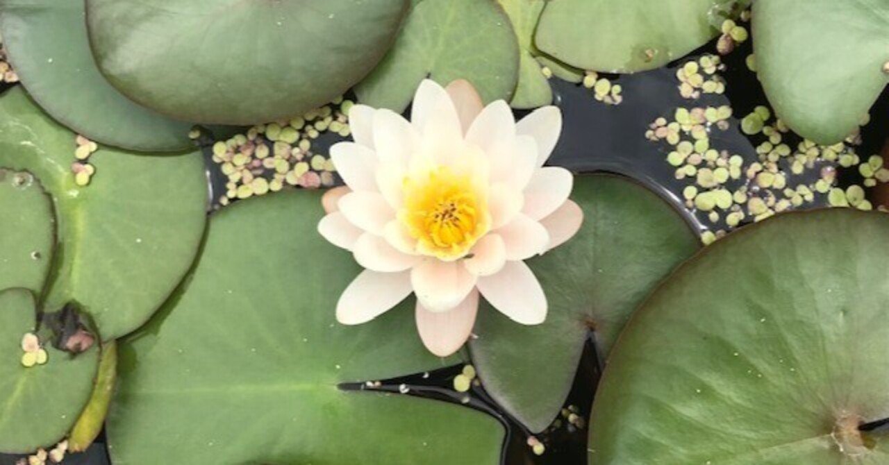 水面に浮かぶ「睡蓮」の美しさ The beauty of 