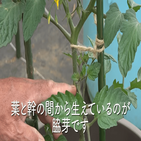 トマト栽培 トマトの脇芽摘みと挿木についてご紹介 井上寅雄農園 井上隆太朗 Note