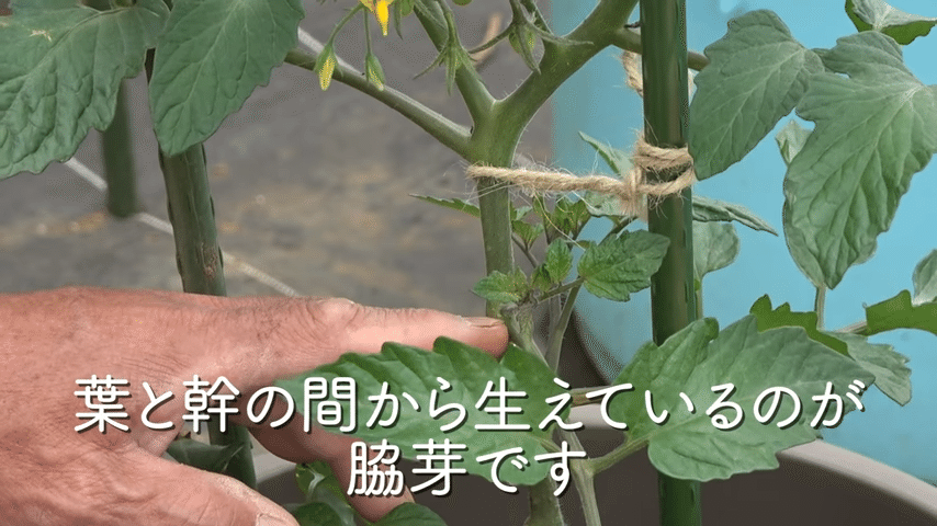 トマト栽培 トマトの脇芽摘みと挿木についてご紹介 井上寅雄農園 井上隆太朗 Note トマト栽培 トマトの脇芽摘みと挿木についてご紹介 井上寅雄農園 井上隆太朗 Note