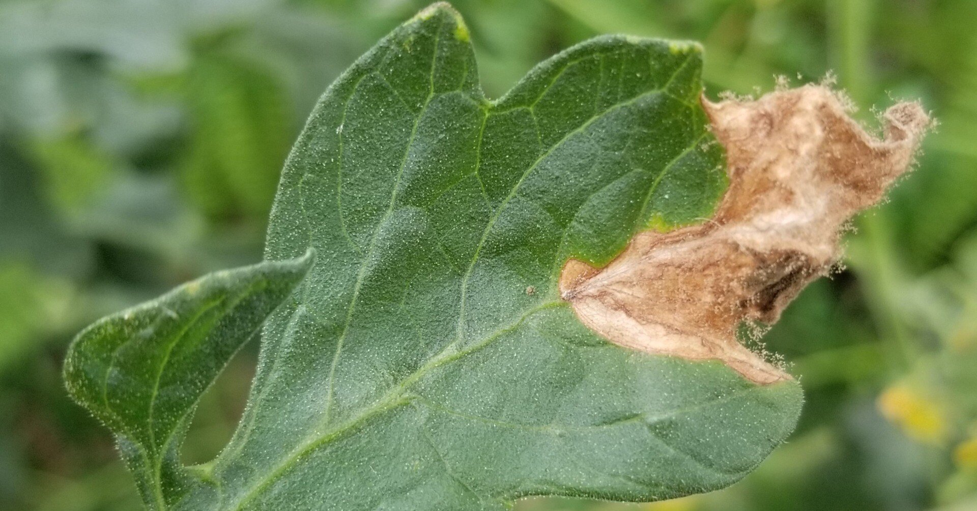 トマト 茶色 灰色のカビ 灰色カビ病 ミライ菜園 Note