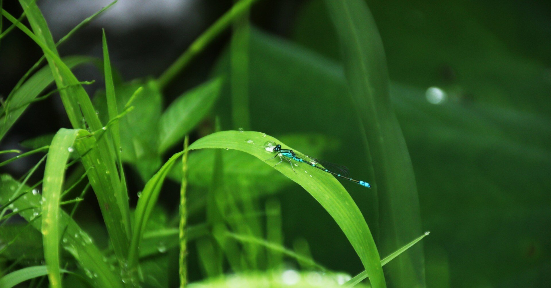 夏草や兵どもが夢の跡 芭蕉の風景 ほんのひととき Note