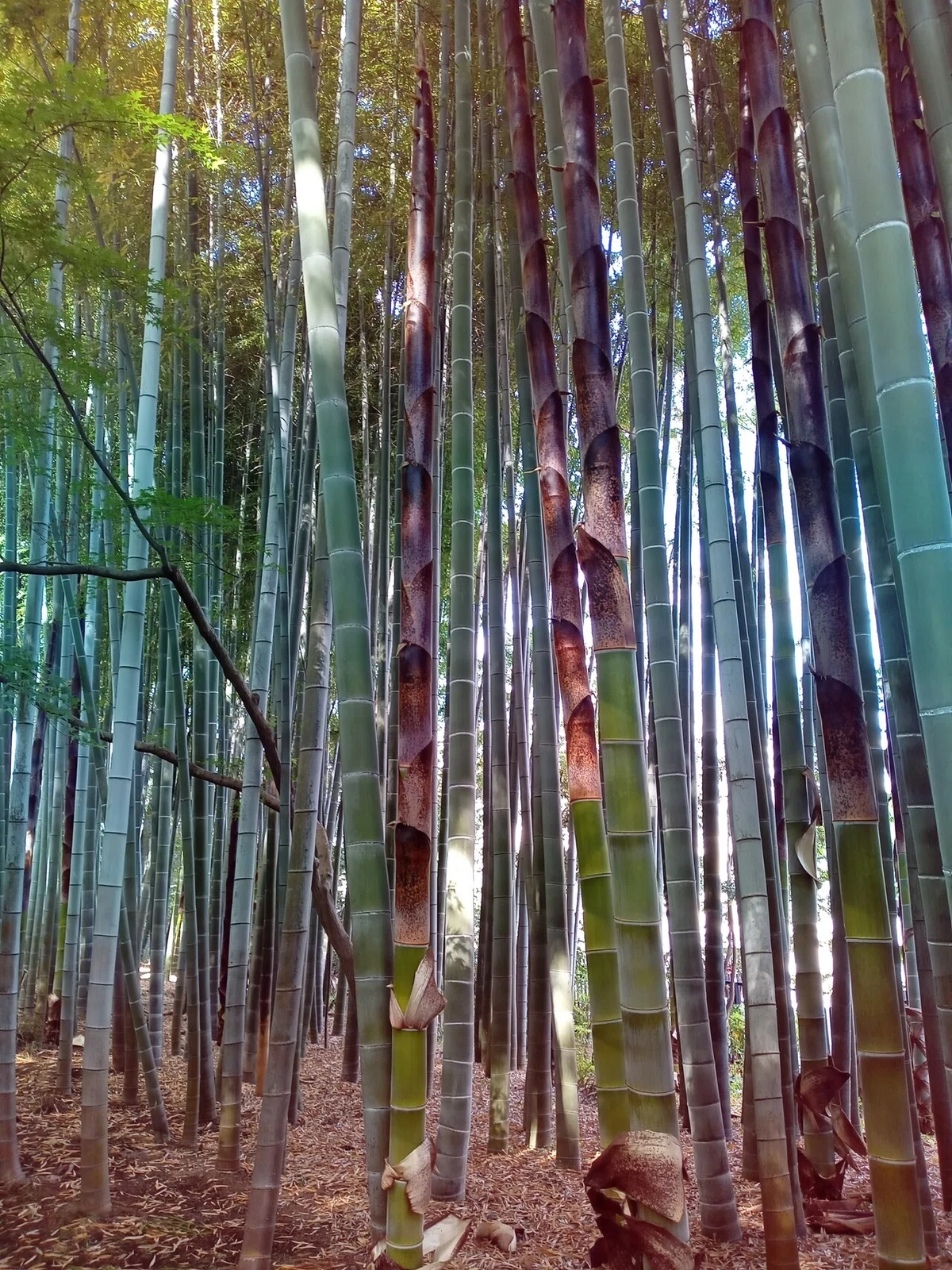 画像8