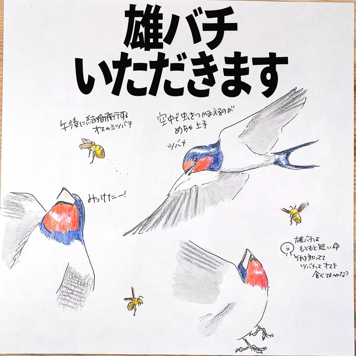 写真確認用】オス （れいれいさまご確認用① （気になる!! 働くママ  