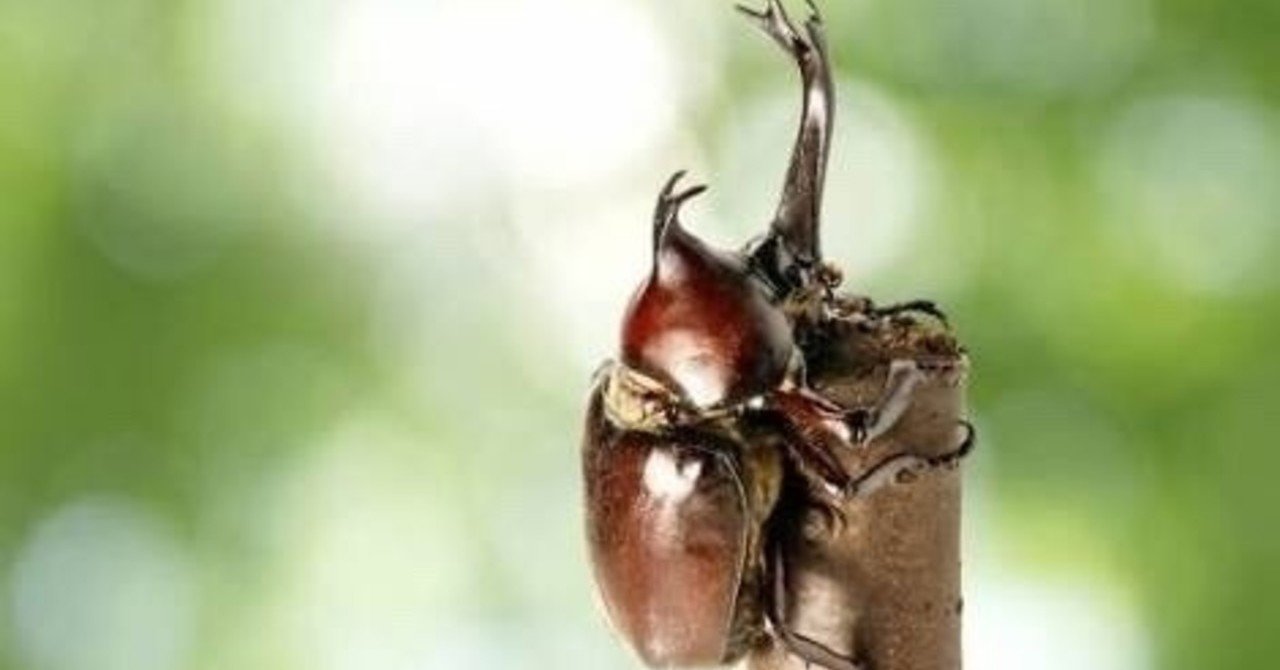 とりあえず Aiko あ いいよね カブトムシ って言っとけばいいと思ってるなら今すぐやめろ さとうひより Note