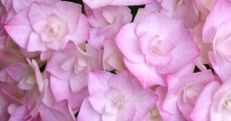 紫陽花 ケイコピンク 美愛 Note 紫陽花 ケイコピンク 美愛 Note