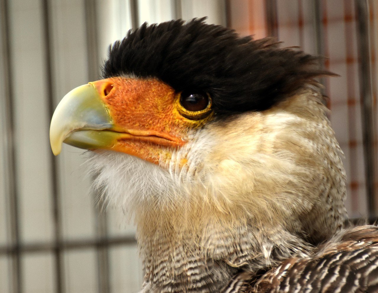 カンムリカラカラ ハヤブサ目ハヤブサ科 Hirahiranote Note カンムリカラカラ ハヤブサ目ハヤブサ科 Hirahiranote Note
