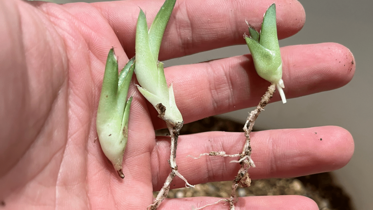 アガベ チタノタ シエラミクティカ no.2 | mana's farm:塊根植物