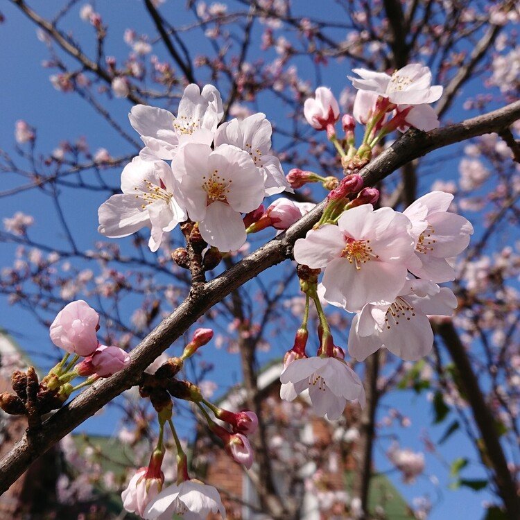 道すがらに撮った蕾ありの早めの桜