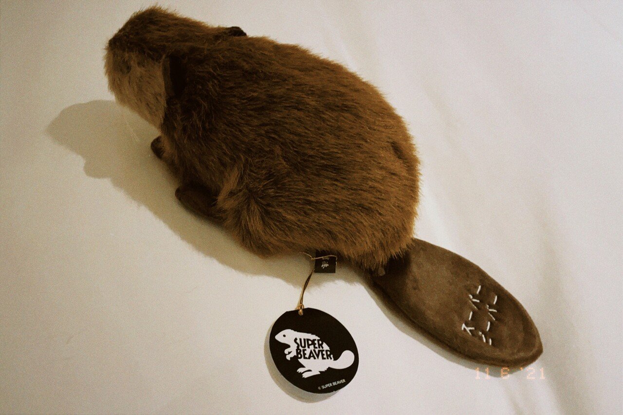 SUPER BEAVERビーバーちゃん※ラババン付 ビーバーちゃんロスト事件のすべて。|水縞アヤ