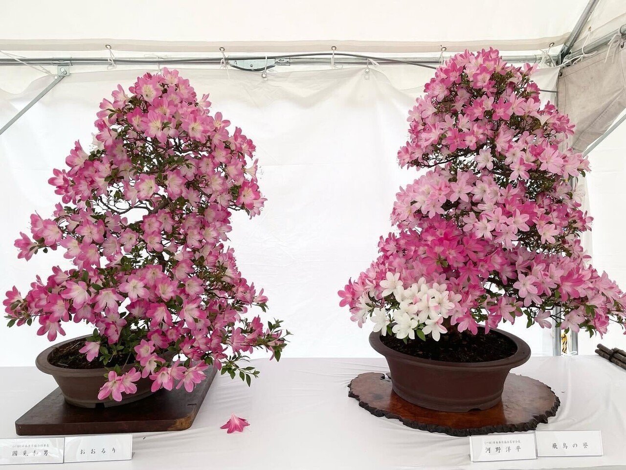 さつきフェスティバル2022（5月18〜19日撮影）｜上野案内所