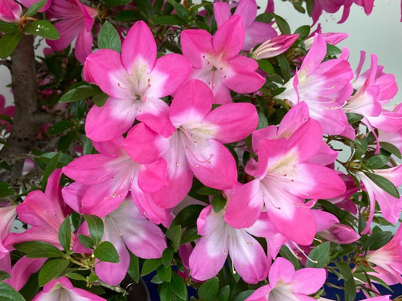 さつきフェスティバル2022（5月18〜19日撮影）｜上野案内所