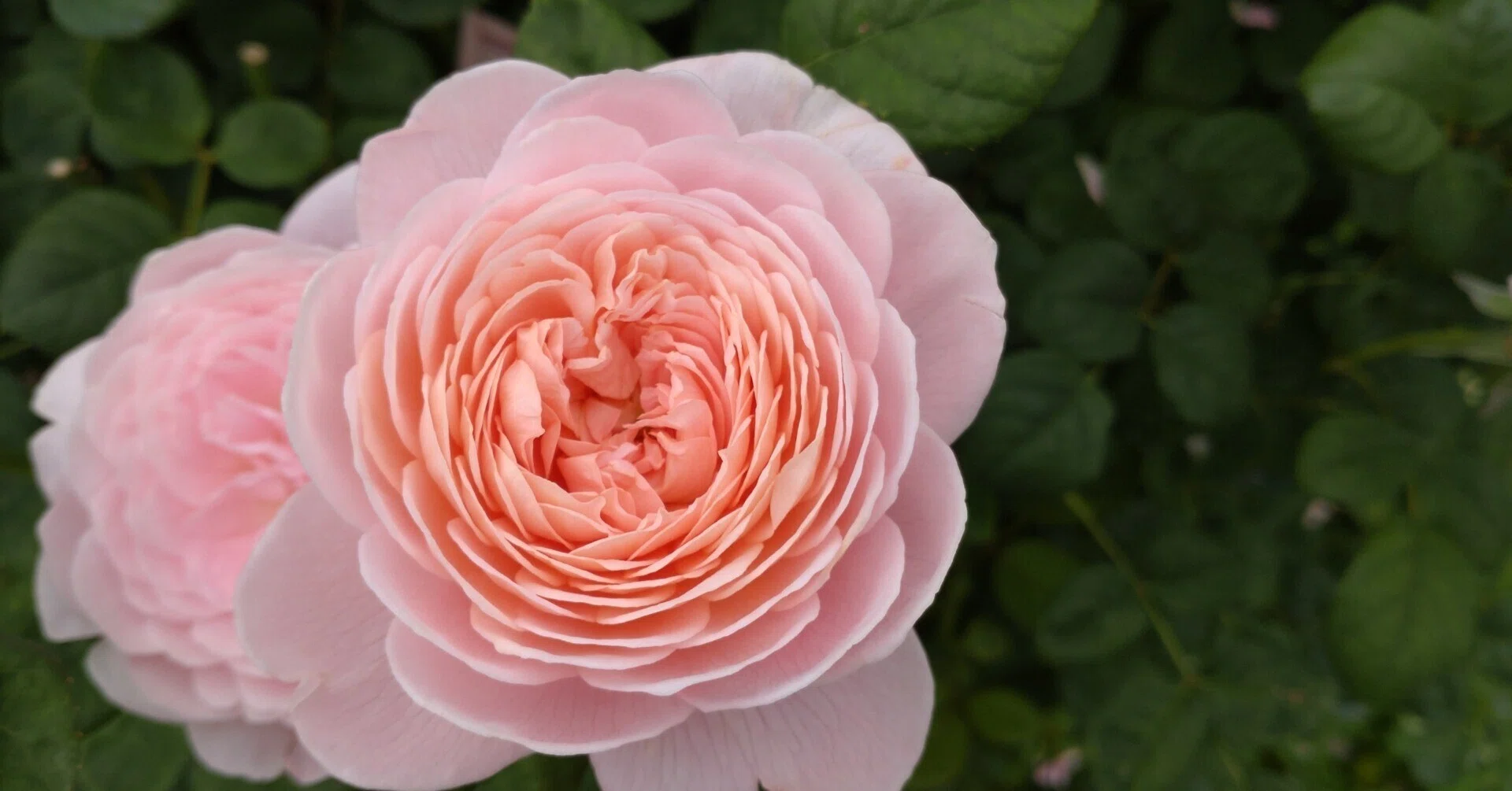 神奈川Short Trip】薔薇のまち・平塚〜花菜ガーデンと平塚タンメン
