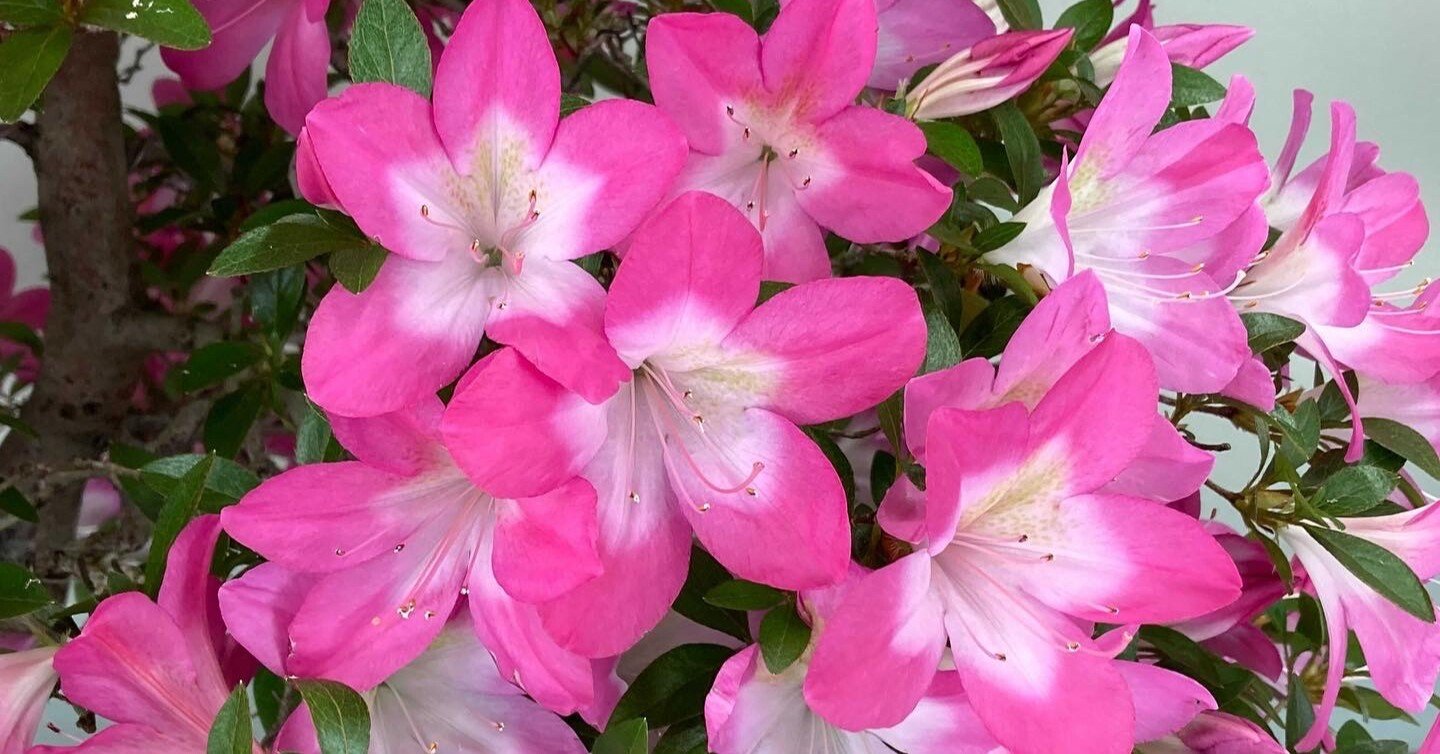 野花 さつきフェスティバル2022（5月18〜19日撮影）｜上野案内所