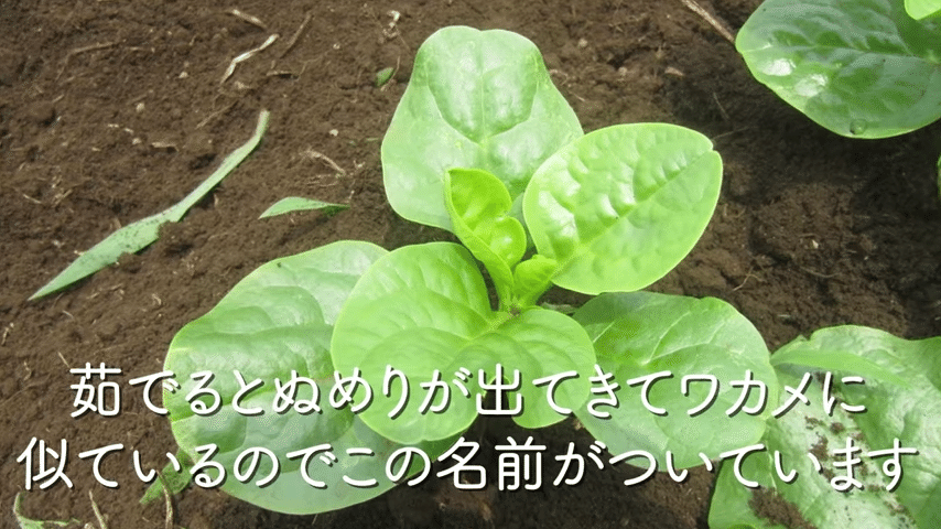 植物発芽 栽培 家庭菜園 農家 栄養素メーター 野菜 葉野菜 果物